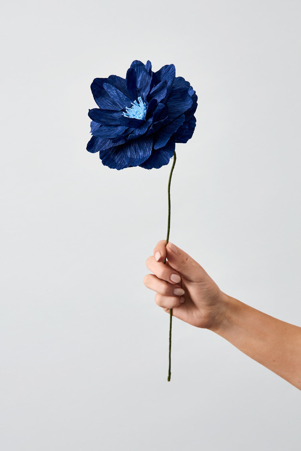 Papirblomst - Oriental Poppy - Blue