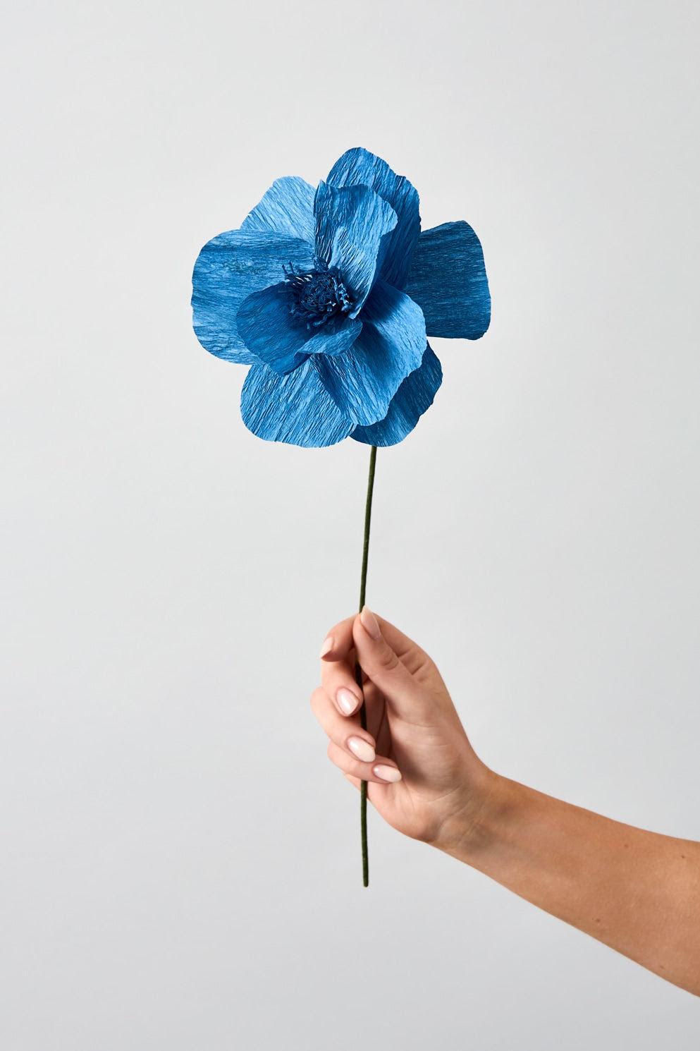 Papirblomst - Himalayan Poppy - Blue